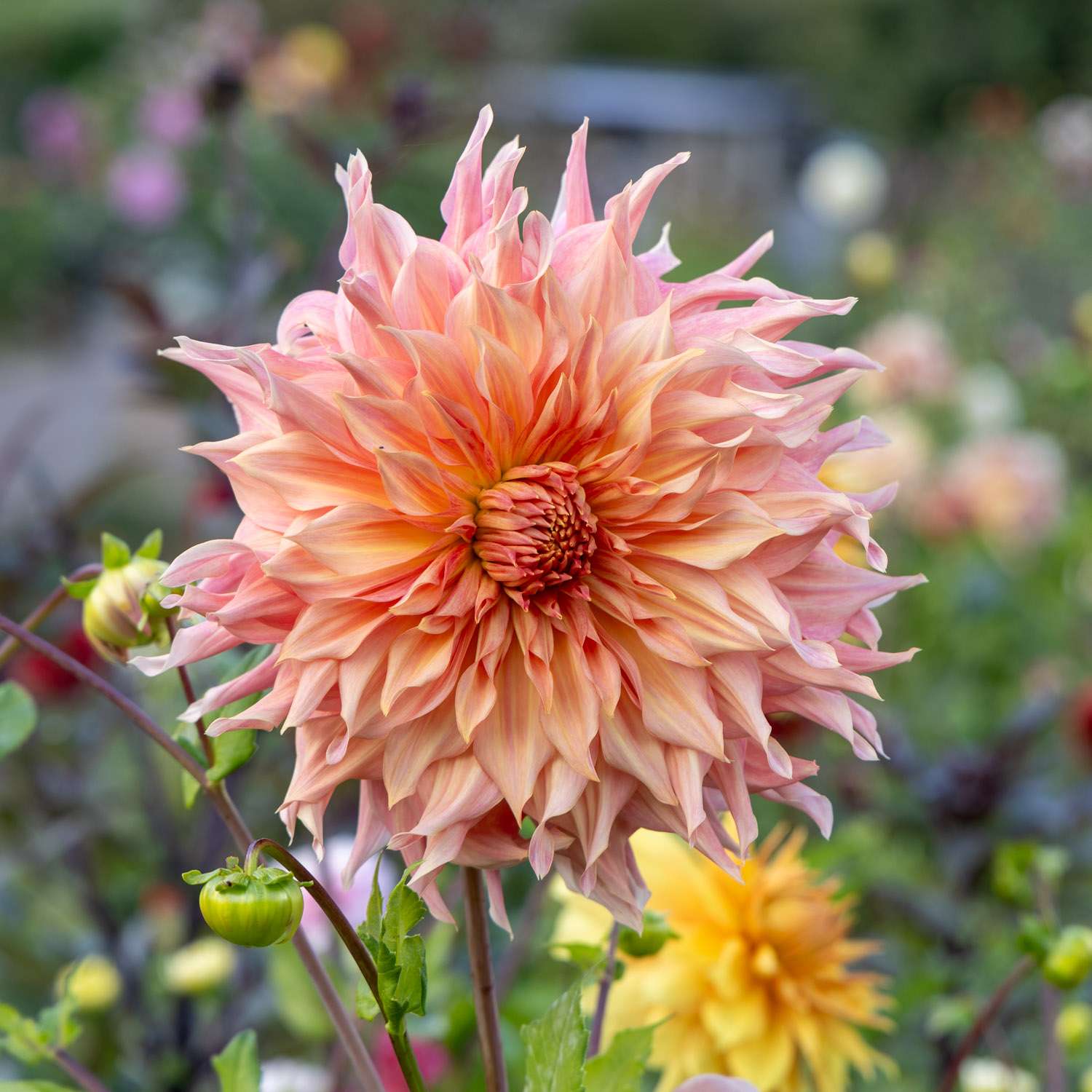 Dahlie 'Penhill Watermelon'